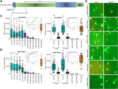 Imaging Unique DNA Sequences in Individual Cells Using a CRISPR-Cas9-Based, Split Luciferase Biosensor